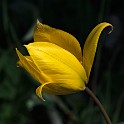 Wilde Tulpe  Hamburg/Nienstedten : Altona, April, Bezirke, Deutschland, Flora, Hamburg, Nienstedten, Wildblumen