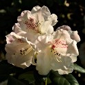 Rhododendron (Botanischer Garten)  Hamburg/Osdorf : Altona, Bezirke, Blumen, Botanischer Garten, Deutschland, Flora, Hamburg, Osdorf, Parks, Rhododendron