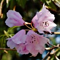 Rhododendron (Botanischer Garten)  Hamburg/Osdorf : Altona, Bezirke, Blumen, Botanischer Garten, Deutschland, Hamburg, Osdorf, Parks, Rhododendron