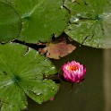 Seerose (Botanischer Garten)  Hamburg/Osdorf : Altona, Bezirke, Blumen, Botanischer Garten, Deutschland, Flora, Hamburg, Osdorf, Parks, Seerosen