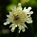 Scabiose (Botanischer Garten)  Hamburg/Osdorf : Altona, Bezirke, Blumen, Botanischer Garten, Deutschland, Flora, Hamburg, Osdorf, Parks