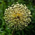 Sommer Lauch (Botanischer Garten)  Hamburg/Osdorf : Altona, Bezirke, Blumen, Botanischer Garten, Deutschland, Flora, Hamburg, Osdorf, Parks