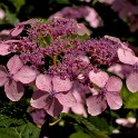 Hortensie (Botanischer Garten)  Hamburg/Osdorf : Altona, Bezirke, Blumen, Botanischer Garten, Deutschland, Flora, Hamburg, Osdorf, Parks