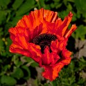 Klatschmohn (Botanischer Garten)  Hamburg/Osdorf : Altona, Bezirke, Blumen, Botanischer Garten, Deutschland, Flora, Hamburg, Osdorf, Parks