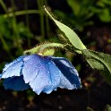 Ausdauernde Lein (Botanischer Garten)  Hamburg/Osdorf : Altona, Bezirke, Blumen, Botanischer Garten, Deutschland, Flora, Hamburg, Osdorf, Parks