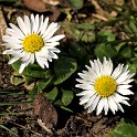 Gänsblümchen  Hamburg/Ottensen : Altona, Bezirke, Deutschland, Flora, Hamburg, März, Ottensen, Wildblumen