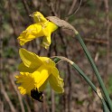 Gelbe Narzisse  Hamburg/Ottensen : Altona, Bezirke, Deutschland, Flora, Hamburg, März, Ottensen, Wildblumen