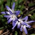 Blaustern  Hamburg/Ottensen : Altona, Bezirke, Deutschland, Flora, Hamburg, März, Ottensen, Wildblumen