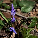 Blaustern  Hamburg/Ottensen : Altona, Bezirke, Deutschland, Flora, Hamburg, März, Ottensen, Wildblumen