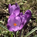 Violetter Krokus  Hamburg/Ottensen : Altona, Bezirke, Deutschland, Flora, Hamburg, März, Ottensen, Wildblumen