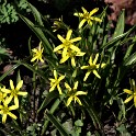 Goldstern  Hamburg/Ottensen : Altona, Bezirke, Deutschland, Flora, Hamburg, März, Ottensen, Wildblumen