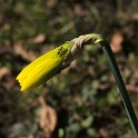 Gelbe Narzisse  Hamburg/Ottensen : Altona, Bezirke, Deutschland, Flora, Hamburg, März, Ottensen, Wildblumen