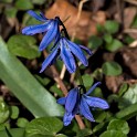 Blaustern  Hamburg/Ottensen : Altona, Bezirke, Deutschland, Flora, Hamburg, März, Ottensen, Wildblumen