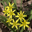 Goldstern  Hamburg/Ottensen : Altona, Bezirke, Deutschland, Flora, Hamburg, März, Ottensen, Wildblumen