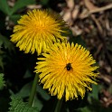 Blüten (Schoppenhauerweg)  Hamburg (Ottensen) : Altona, Bezirke, Deutschland, Hamburg, Ottensen, Wildblumen