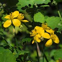 Schöllkraut (Schoppenhauerweg)  Hamburg (Ottensen) : Altona, Bezirke, Deutschland, Hamburg, Ottensen, Wildblumen