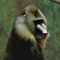 Mandrill Affe (Tierpark Hagenbeck)  Hamburg/Stellingen : Affen, Bezirke, Deutschland, Eimsbüttel, Fauna, Hamburg, Madrill Affen, Madrills, Stellingen, Tierpark Hagenbeck