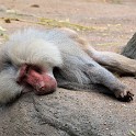 Mantelpavian (Tierpark Hagenbeck)  Hamburg/Stellingen