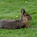 Kaninchen (Tierpark Hagenbeck)  Hamburg/Stellingen : Bezirke, Deutschland, Eimsbüttel, Fauna, Hamburg, Kaninchen, Stellingen, Tierpark Hagenbeck