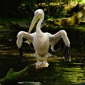 Pelikan (Tierpark Hagenbeck)  Hamburg/Stellingen : Bezirke, Deutschland, Eimsbüttel, Fauna, Hamburg, Pelikane, Stellingen, Tierpark Hagenbeck, Vögel