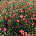 Ein Stück Mohnblumenwiese (Baakenhöft)  Hamburg/HafenCity : Bezirke, Deutschland, HafenCity, Hamburg, Hamburg-Mitte