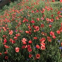 Ein Stück Mohnblumenwiese (Baakenhöft)  Hamburg/HafenCity : Bezirke, Deutschland, HafenCity, Hamburg, Hamburg-Mitte