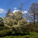 Sträucher  und Bäume (Planten un Blomen)  Hamburg/St. Pauli : Bezirke, Bäume und Sträucher, Deutschland, Flora, Hamburg, Hamburg-Mitte, Parks, Planten un Blomen, St. Pauli, Sträucher und Bäume