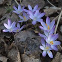 Krokus (Planten un Blomen)  Hamburg/St. Pauli : Bezirke, Blumen, Deutschland, Flora, Hamburg, Hamburg-Mitte, Planten un Blomen, St. Pauli