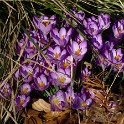 Krokus (Planten un Blomen)  Hamburg/St. Pauli : Altona, Bezirke, Blumen, Botanischer Garten, Deutschland, Flora, Hamburg, Osdorf, Parks