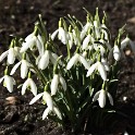 Kleines Schneeglöckchen (Planten un Blomen)  Hamburg/St. Pauli : Bezirke, Blumen, Deutschland, Flora, Hamburg, Hamburg-Mitte, Parks, Planten un Blomen, St. Pauli