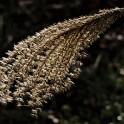 Japanisches Stilblüttengras (Planten un Blomen)  Hamburg/St. Pauli : Bezirke, Bäume und Sträucher, Deutschland, Hamburg, Hamburg-Mitte, Planten un Blomen, St. Pauli