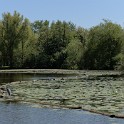 Kükenbraak (Inselpark)  Hamburg/Wilhelmsburg : Bezirke, Deutschland, Hamburg, Hamburg-Mitte, Inselpark, Parks, Wilhelmsburg