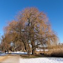 An der Außenalster  Hamburg/Alster : Alster, Außenalster, Deutschland, Gewässer, Hamburg, Winter