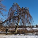 An der Außenalster  Hamburg/Alster : Alster, Außenalster, Deutschland, Gewässer, Hamburg, Winter