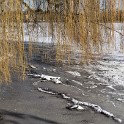 An der Außenalster  Hamburg/Alster : Alster, Außenalster, Deutschland, Gewässer, Hamburg, Winter