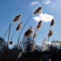 An der Außenalster  Hamburg/Alster : Alster, Außenalster, Deutschland, Gewässer, Hamburg, Winter