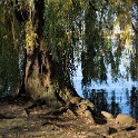 An der Außenalster  Hamburg/Außenalster : Alster, Außenalster, Deutschland, Gewässer, Hamburg