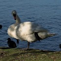 An der Außenalster  Hamburg/Außenalster : Alster, Außenalster, Deutschland, Gewässer, Hamburg