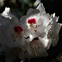 Rhododendron  Hamburg/Osdorf : Altona, Bezirke, Blumen, Botanischer Garten, Deutschland, Hamburg, Osdorf, Parks, Rhododendron