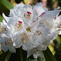 Rhododendron (Botanischer Garten)  Hamburg/Osdorf : Altona, Bezirke, Blumen, Botanischer Garten, Deutschland, Hamburg, Osdorf, Parks, Rhododendron