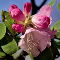 Rhododendron (Botanischer Garten)  Hamburg/Osdorf : Altona, Bezirke, Blumen, Botanischer Garten, Deutschland, Hamburg, Osdorf, Parks, Rhododendron