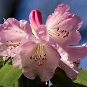 Rhododendron (Botanischer Garten)  Hamburg/Osdorf : Altona, Bezirke, Blumen, Botanischer Garten, Deutschland, Hamburg, Osdorf, Parks, Rhododendron