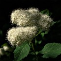 Pfeilkresse (Botanischer Garten)  Hamburg/Osdorf : Altona, Bezirke, Blumen, Botanischer Garten, Deutschland, Flora, Hamburg, Osdorf, Parks