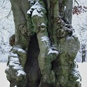 Rotbuche (Hirschpark)  Hamburg/Nienstedten : Altona, Bezirke, Deutschland, Flora, Hamburg, Hirschpark, Nienstedten, Parks, Rotbuchen, Sträucher und Bäume