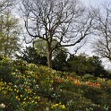 Sträucher  und Bäume (Planten un Blomen)  Hamburg/St. Pauli : Bezirke, Bäume und Sträucher, Deutschland, Flora, Hamburg, Hamburg-Mitte, Parks, Planten un Blomen, St. Pauli, Sträucher und Bäume