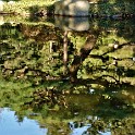 Wasserspiegelung (Planten un Blomen)  Hamburg/St. Pauli : Altona, Bezirke, Botanischer Garten, Bäume und Sträucher, Deutschland, Flora, Hamburg, Osdorf, Sträucher und Bäume