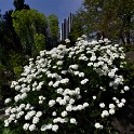 Grasnelke (Planten un Blomen)  Hamburg/St. Pauli : Bezirke, Blumen, Deutschland, Flora, Hamburg, Hamburg-Mitte, Parks, Planten un Blomen, St. Pauli