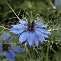 Damaszener Schwarzkümmel (Planten un Blomen)  Hamburg/St. Pauli : Bezirke, Blumen, Deutschland, Flora, Hamburg, Hamburg-Mitte, Planten un Blomen, St. Pauli