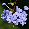 Plumbago auriculata (Planten un Blomen)  Hamburg/St. Pauli : Bezirke, Blumen, Deutschland, Flora, Hamburg, Hamburg-Mitte, Planten un Blomen, St. Pauli