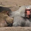 Mantelpavian (Tierpark Hagenbeck)  Hamburg/Stellingen